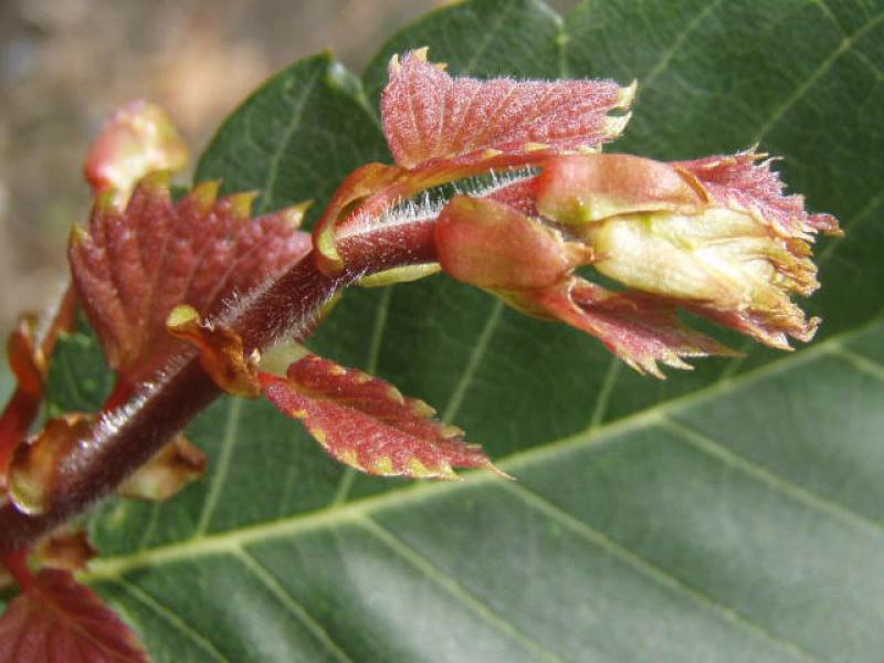 Frischer Austrieb bei Zelkova serrata Fastigiata