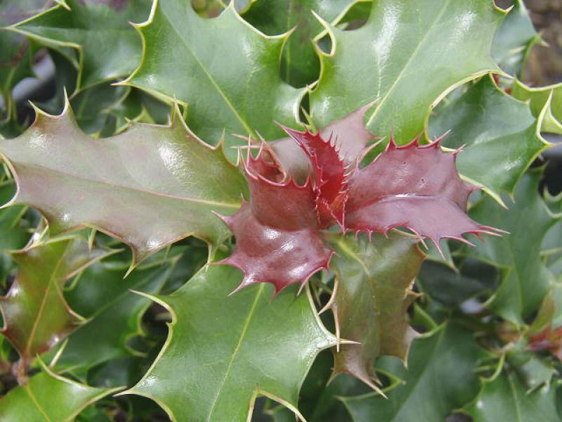 Rote Triebspitze von Ilex aquifolium