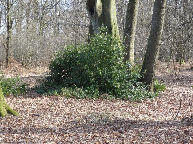 Auch im Winter schön grün - Stechpalmen