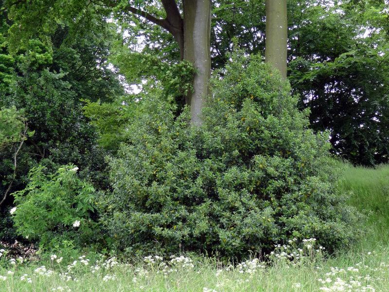 Natürlicher Wuchs des Ilex aquifolium