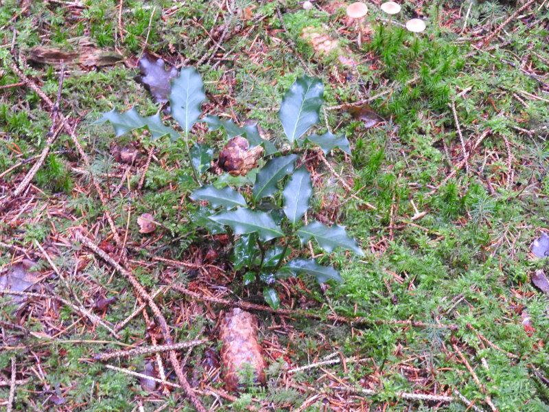 Kleine Ilex-Sämlinge im Wald