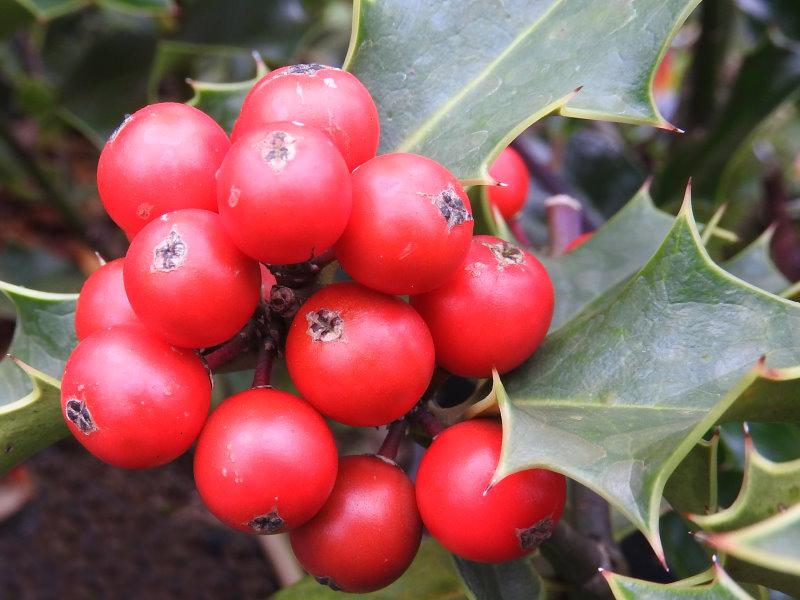 Rote Beeren des Ilex aquifolium