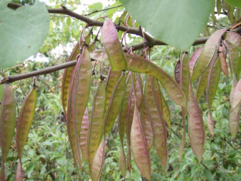 Cercis siliquastrum: Früchte