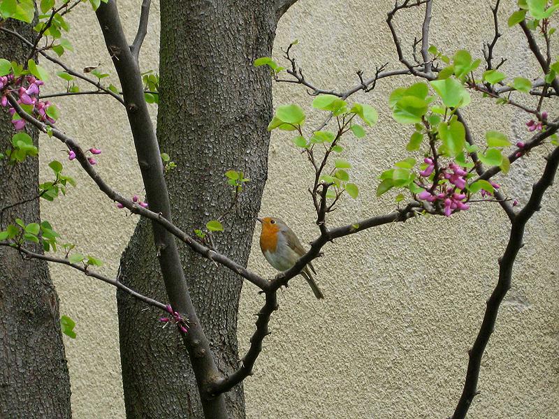 Rosa Frühblüher: Judasbaum