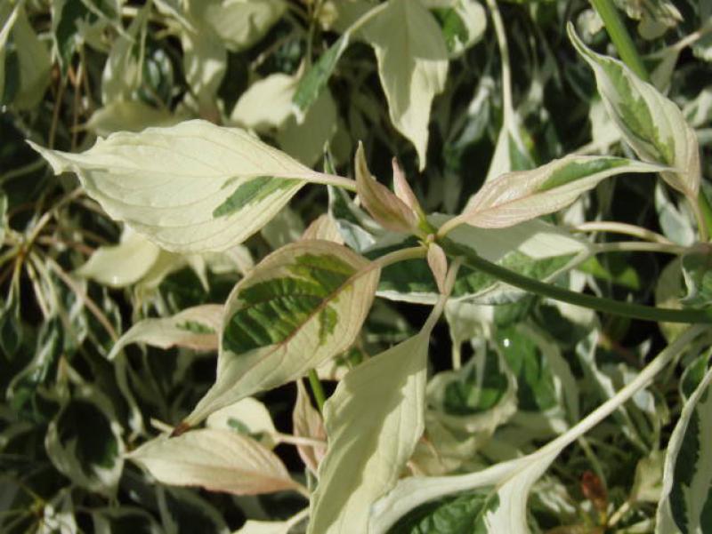 Cornus controversa Variegata