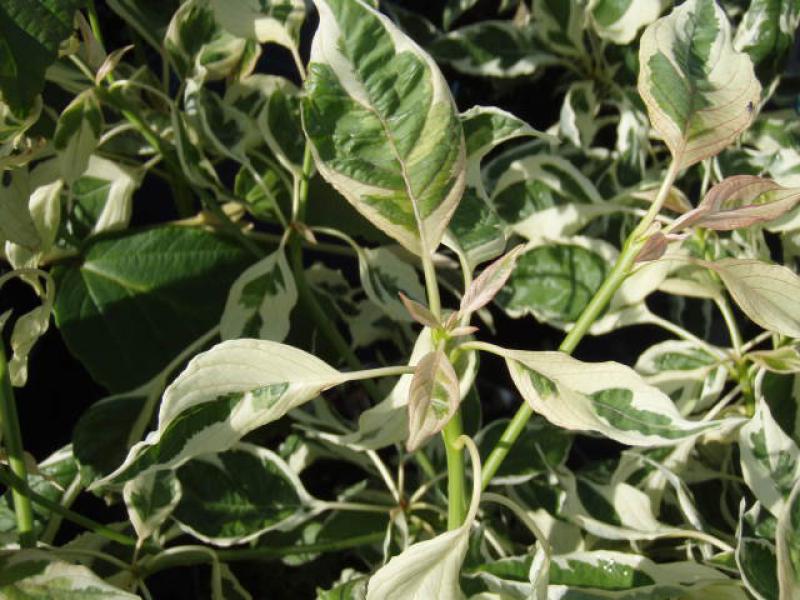 Cornus controversa Variegata