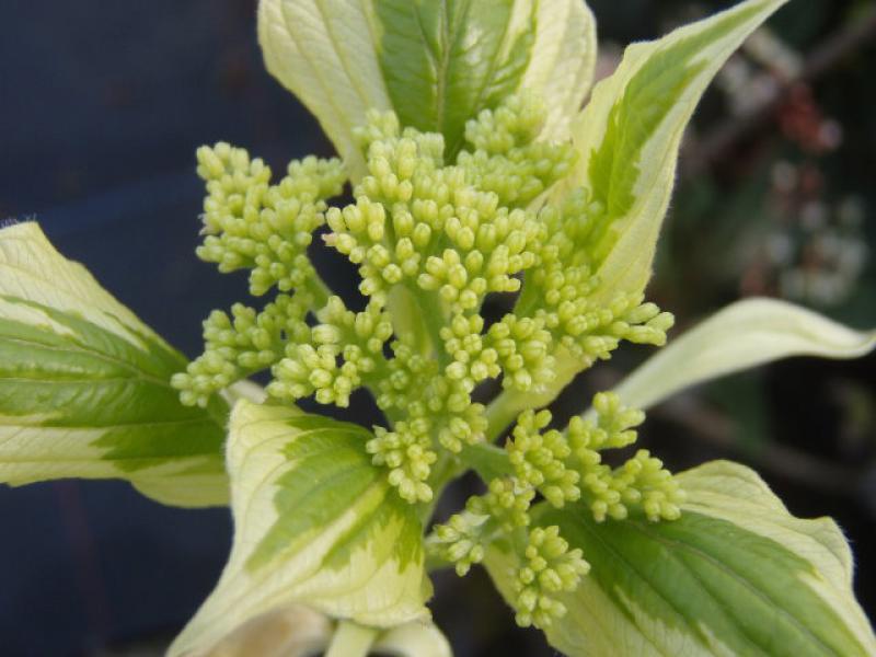 Cornus controversa Variegata