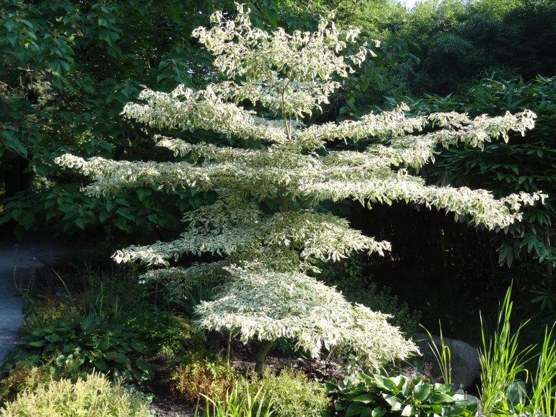 Cornus controversa Variegata