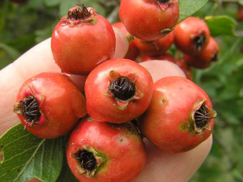 Crataegus azarolus: Früchte im September