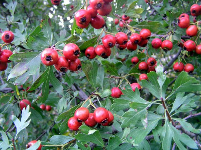 Crataegus azarolus mit Früchten