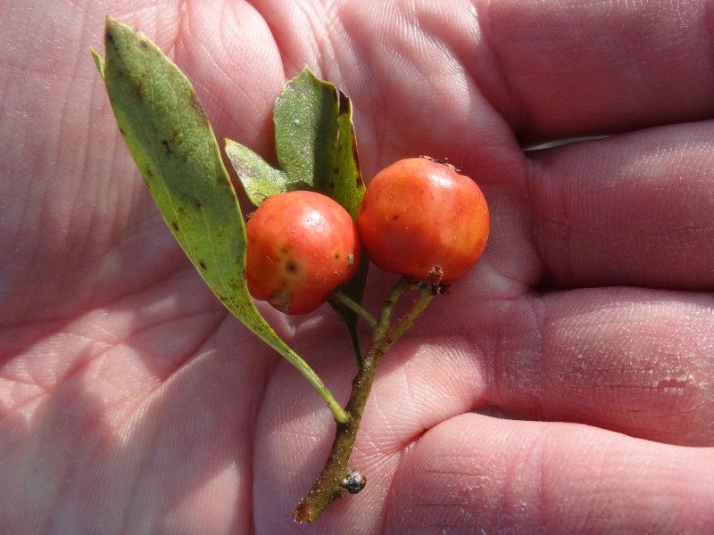 Essbare Früchte von Crataegus azarolus