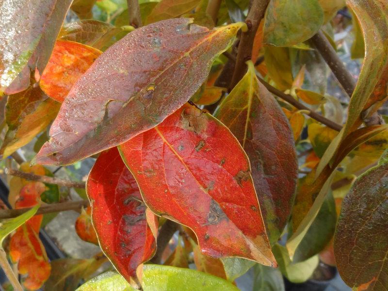 Schöne Herbstfärbung der Kakipflaume
