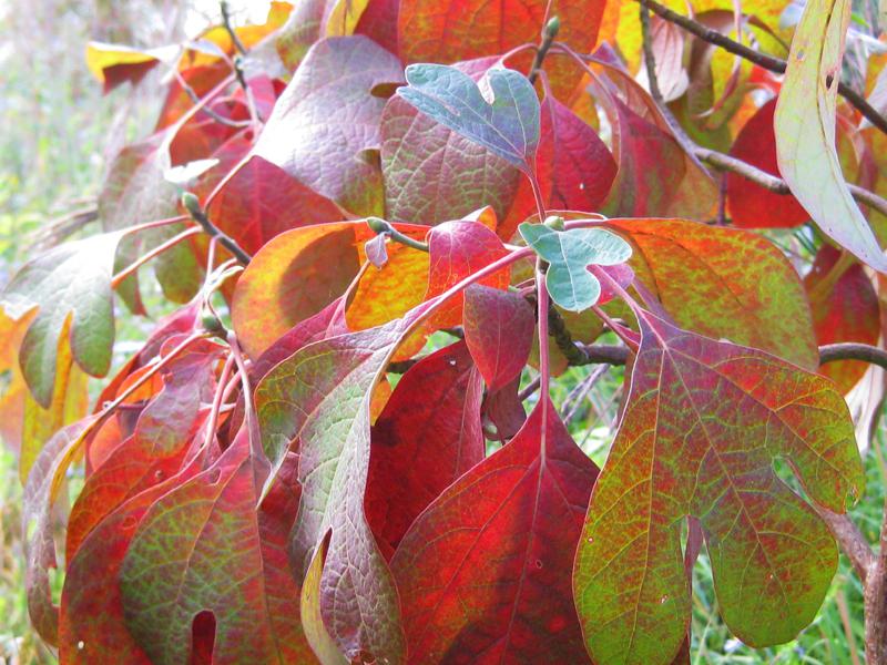 Im Herbst färbt sich der Sassafrasbaum rot.