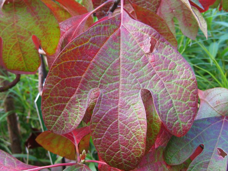 Einzelblatt des Sassafras albidum in beginnender Herbstfärbung