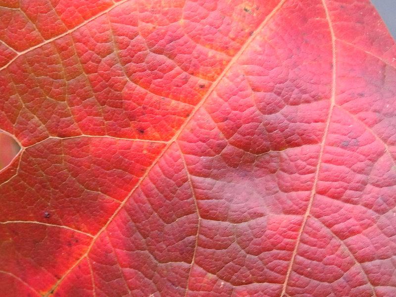 Sassafrasbaum - Nahaufnahme des roten Herbstlaubs