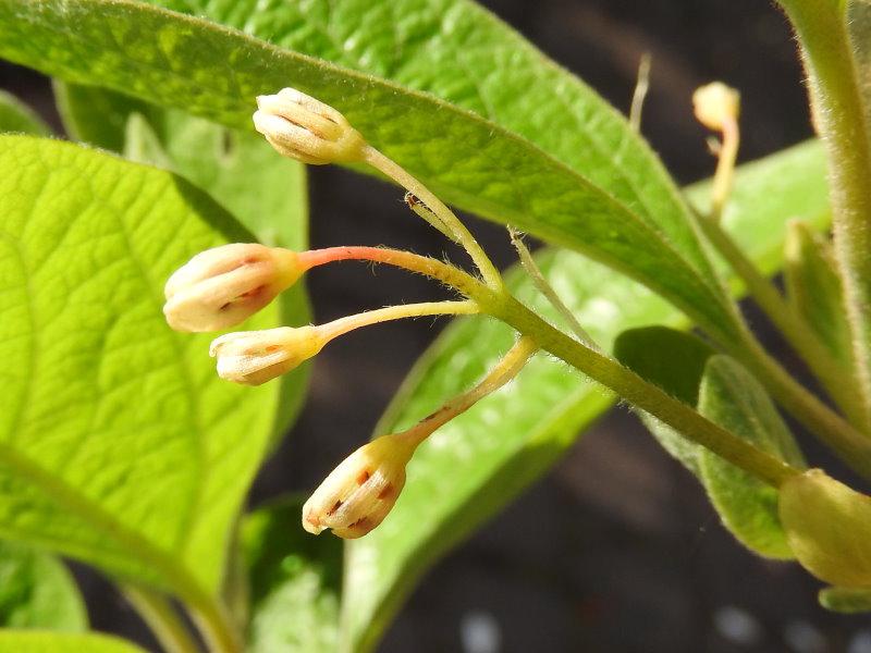 Knospen des Fenchelholzbaums