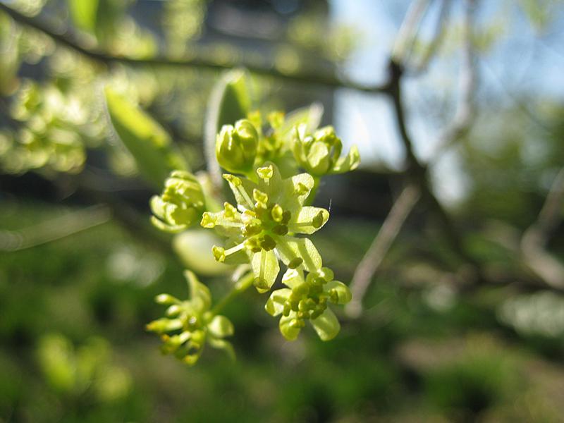 Sassafrasbaum mit grazilen Blüten