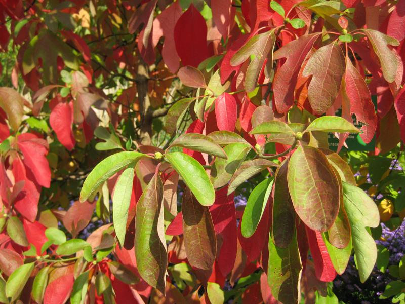 Rote Herbstfärbung des Sassafrasbaum