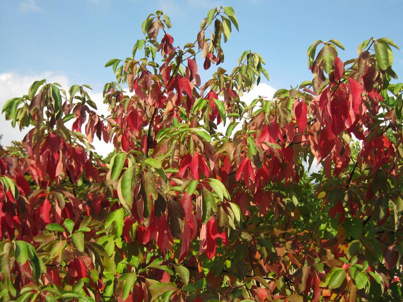 Rote Herbstfärbung des Sassafrasbaum