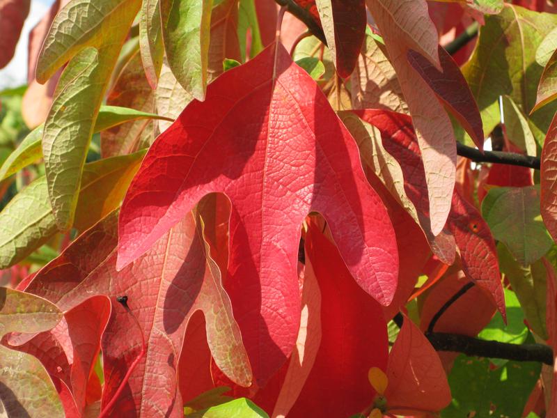 Rote Blätter des Fenchelholzbaums im Herbst
