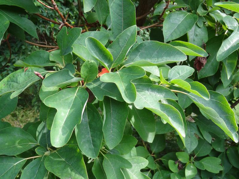 Die unterschiedliche Blattausbildung des Sassafras albidum auf einer Pflanze