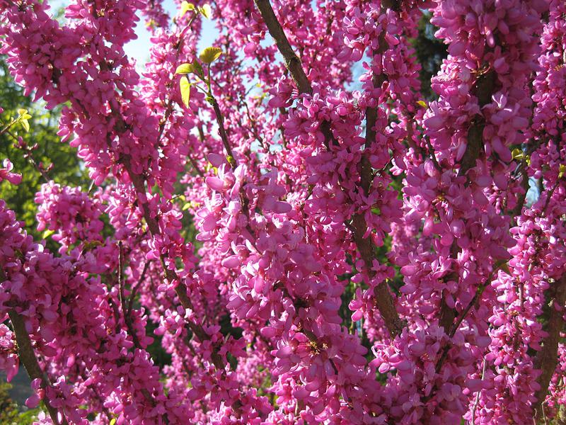 Judasträd Avondale, Cercis sinensis Avondale