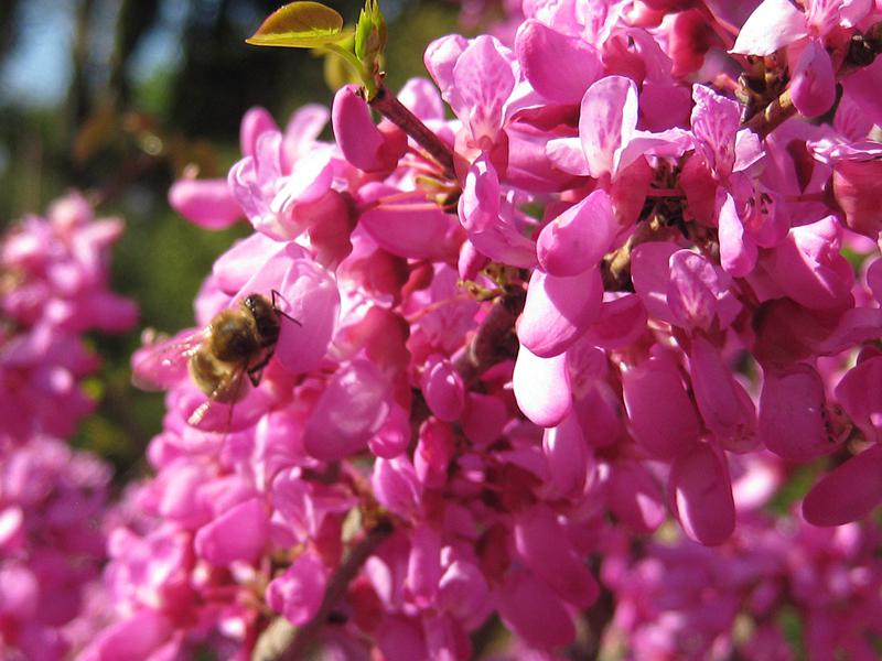 Judasträd Avondale, Cercis sinensis Avondale