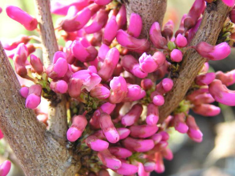 Judasträd Avondale, Cercis sinensis Avondale