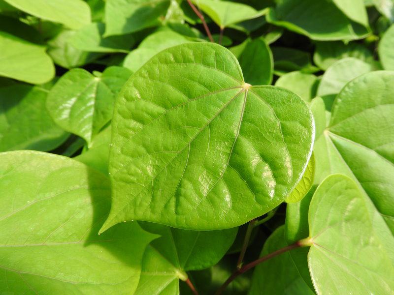 Judasträd Avondale, Cercis sinensis Avondale