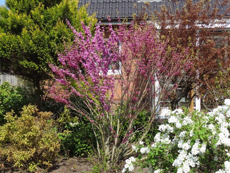 Judasträd Avondale, Cercis sinensis Avondale