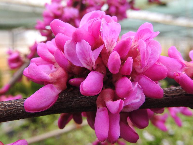 Judasträd Avondale, Cercis sinensis Avondale