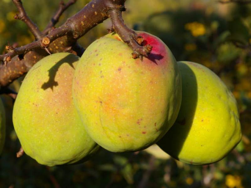 Große gelbe Zierquitten von Chaenomeles cathayensis