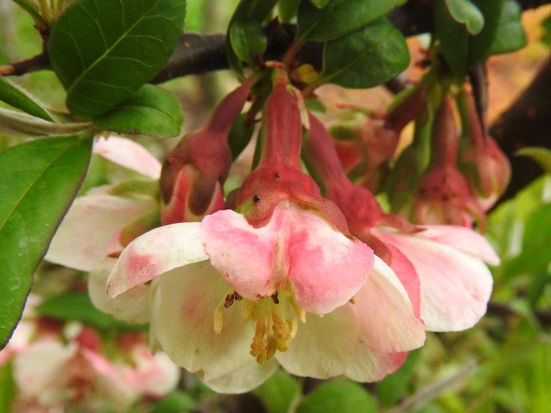 Großfrüchtige Zierquitte: Weiß-rosa Blüten