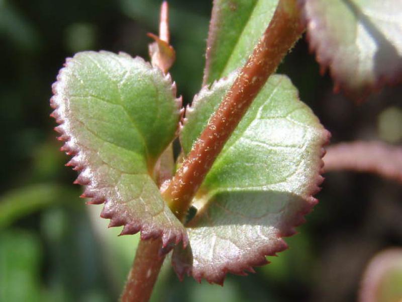 Blättchen von Chaenomeles cathayensis