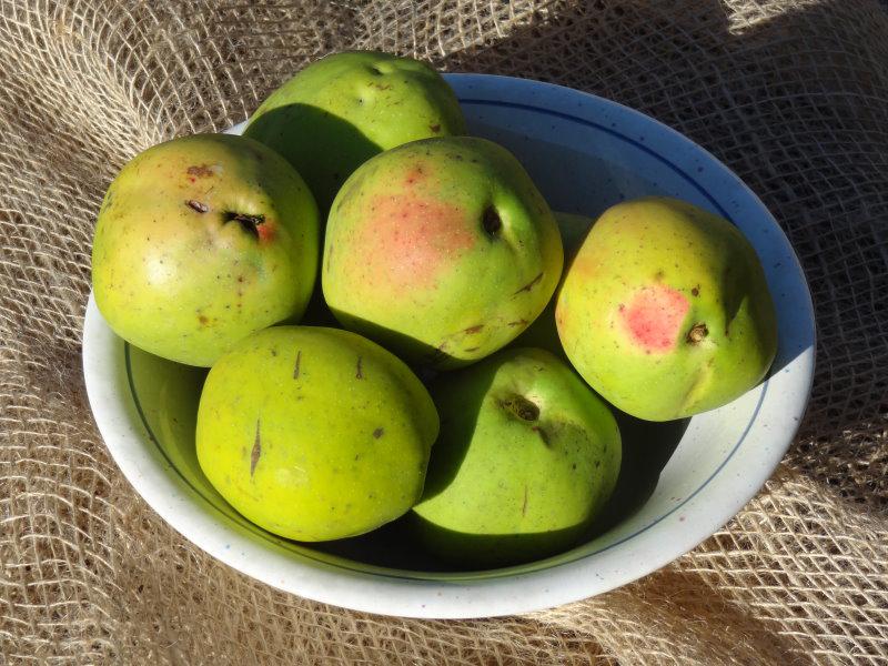 Die großen Früchte von Chaenomeles cathayensis