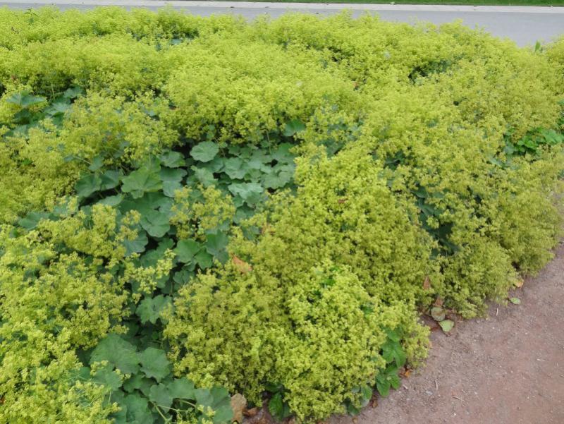 Größere Bepflanzung mit Alchemilla mollis