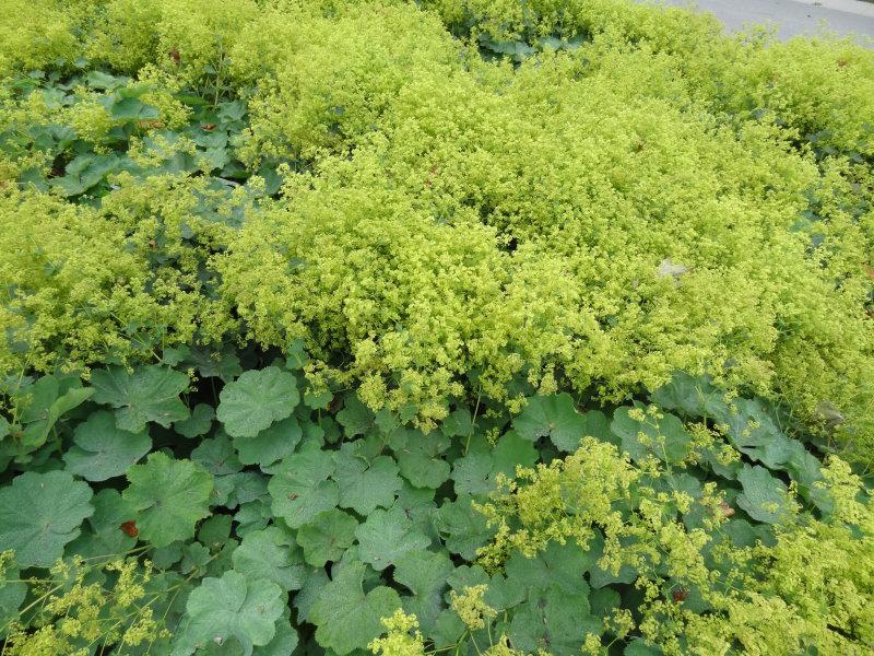 Alchemilla mollis in voller Blüte