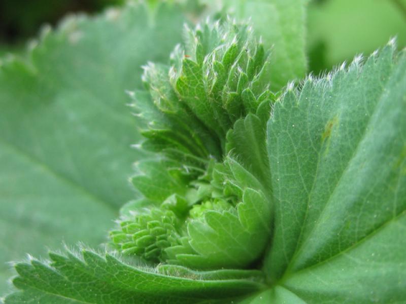 Frauenmantel, Alchemilla mollis - Austrieb