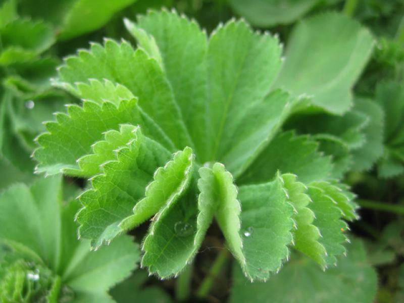 Das Blatt des Frauenmantels, Alchemilla mollis, entfaltet sich langsam.