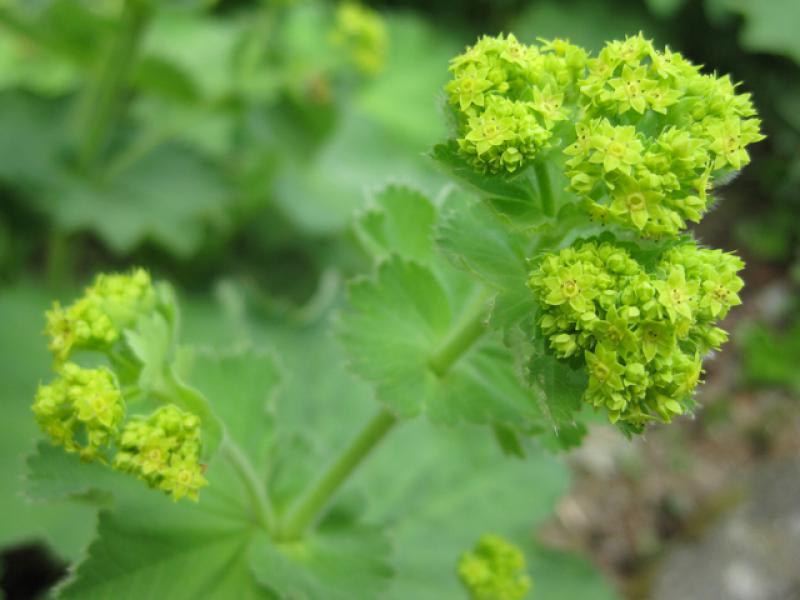 Frauenmantel, Alchemilla mollis - gelbe Blüten