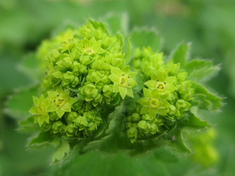 Der Frauenmantel, Alchemilla mollis, blüht gelbgrün.