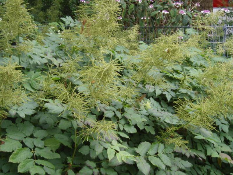 Geißbart, Wald-Geißbart - gelbliche Fruchtstände