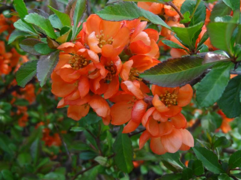 Cheanomeles japonica mit großen roten Blüten