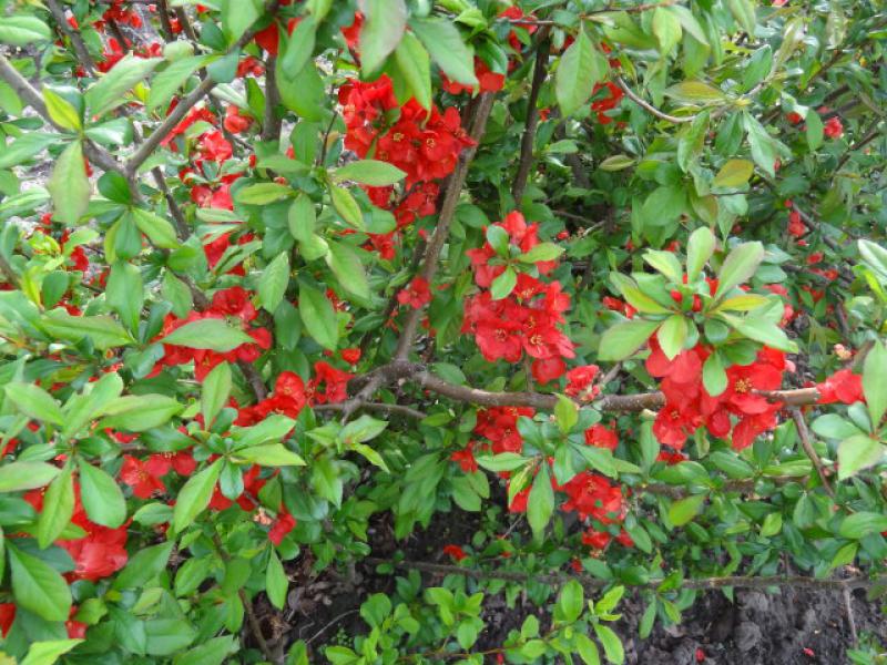 Chaenomeles japonica-niedrige Zierquitte mit auffällig roten Blüten