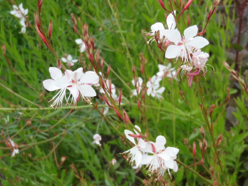 Gaura lindheimerii in Blüte