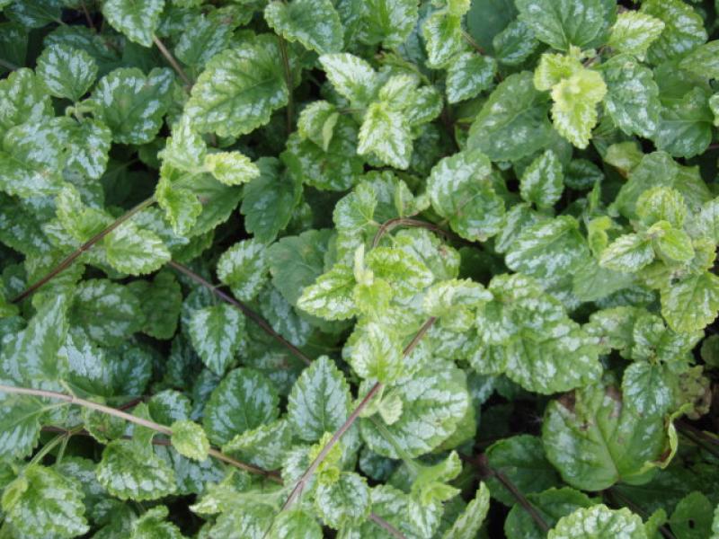 Goldnessel - grüne Blätter mit weißer Zeichnung