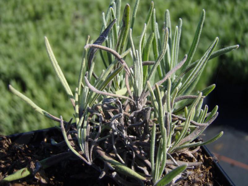 Lavandula angustifolia Rosea