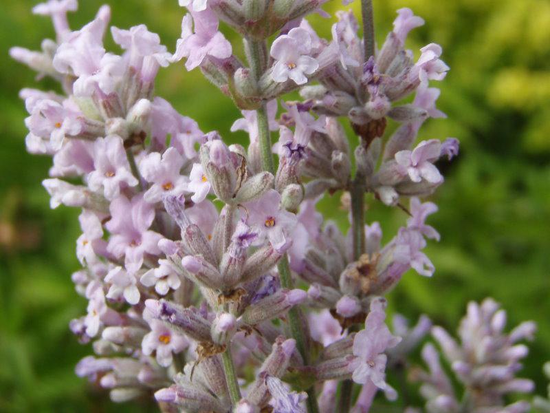 Die langgestielten Scheinähren des Lavandula angustifolia Rosea