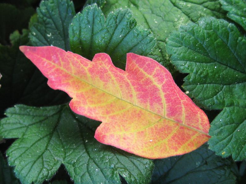 Gelbrotes Blatt des Acer griseum im Herbst