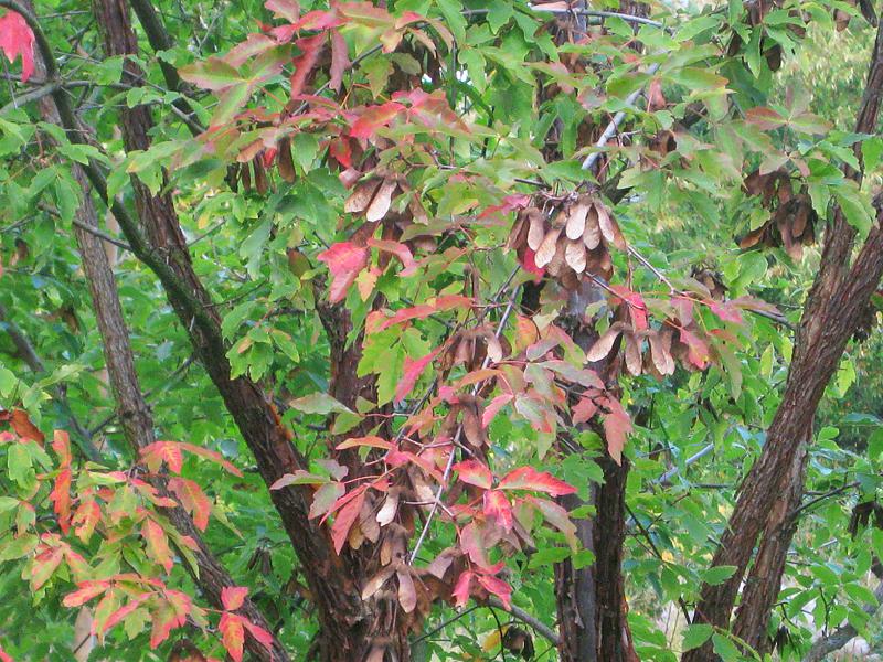 Beginnende rote Herbstfärbung des Acer griseum